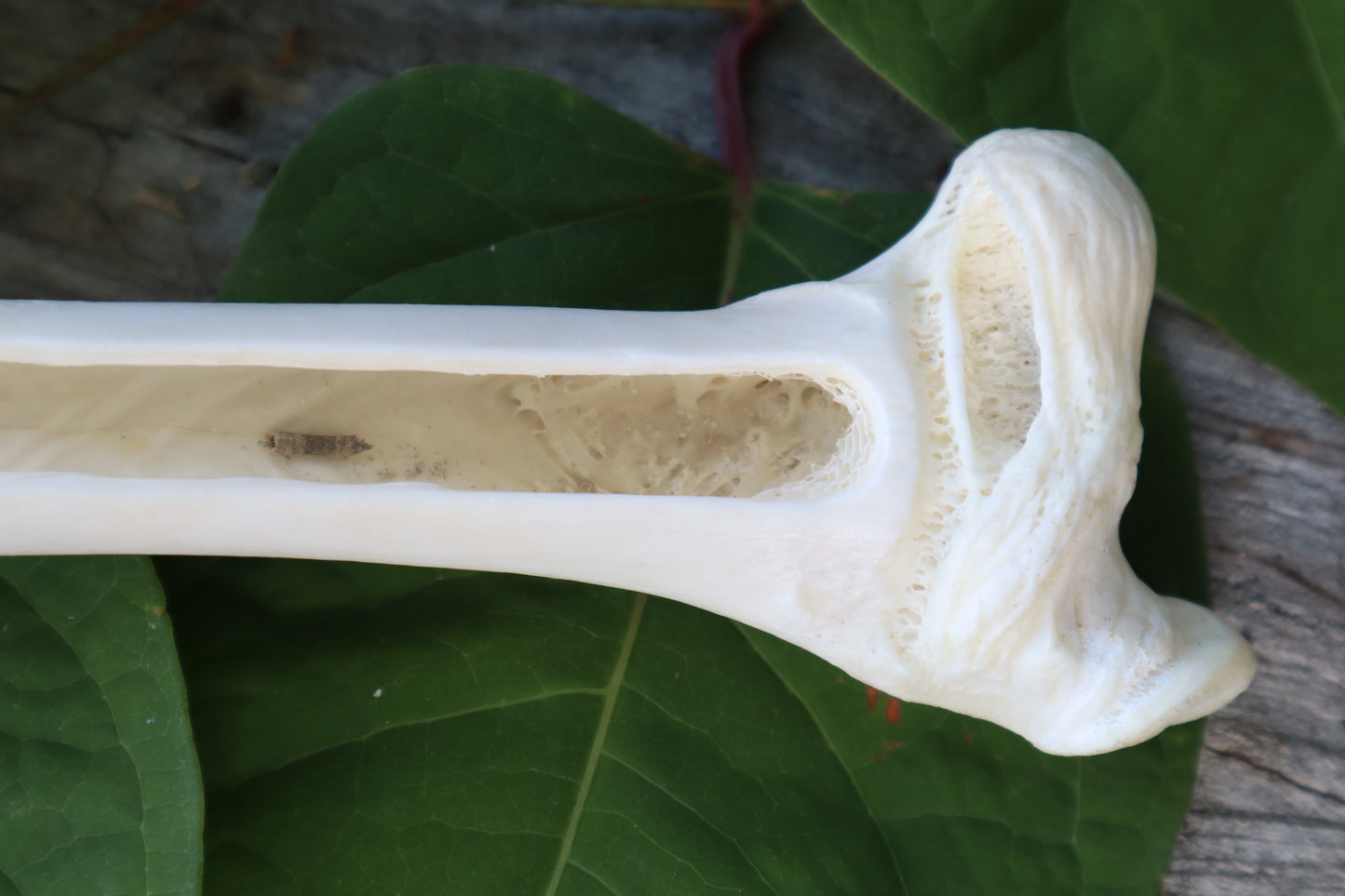 Whitetail Deer Femur Incense Burner