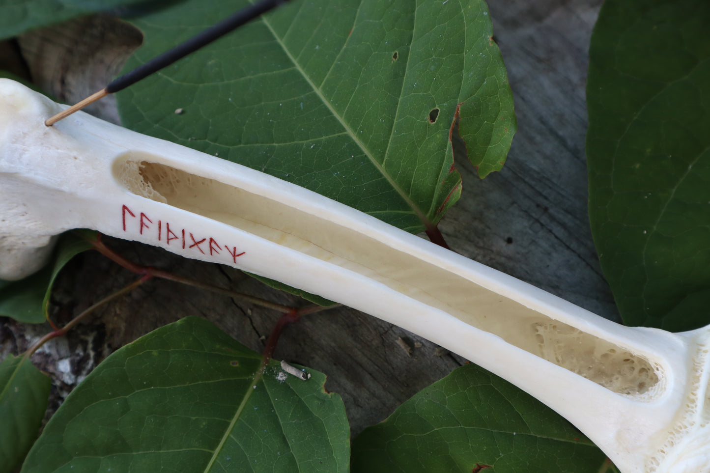 Whitetail Deer Femur Incense Burner