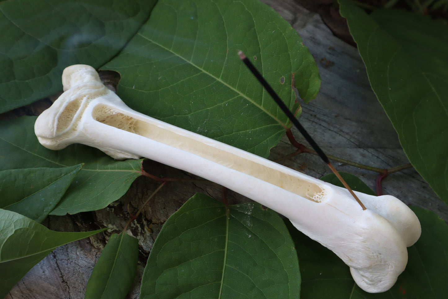 Whitetail Deer Femur Incense Burner