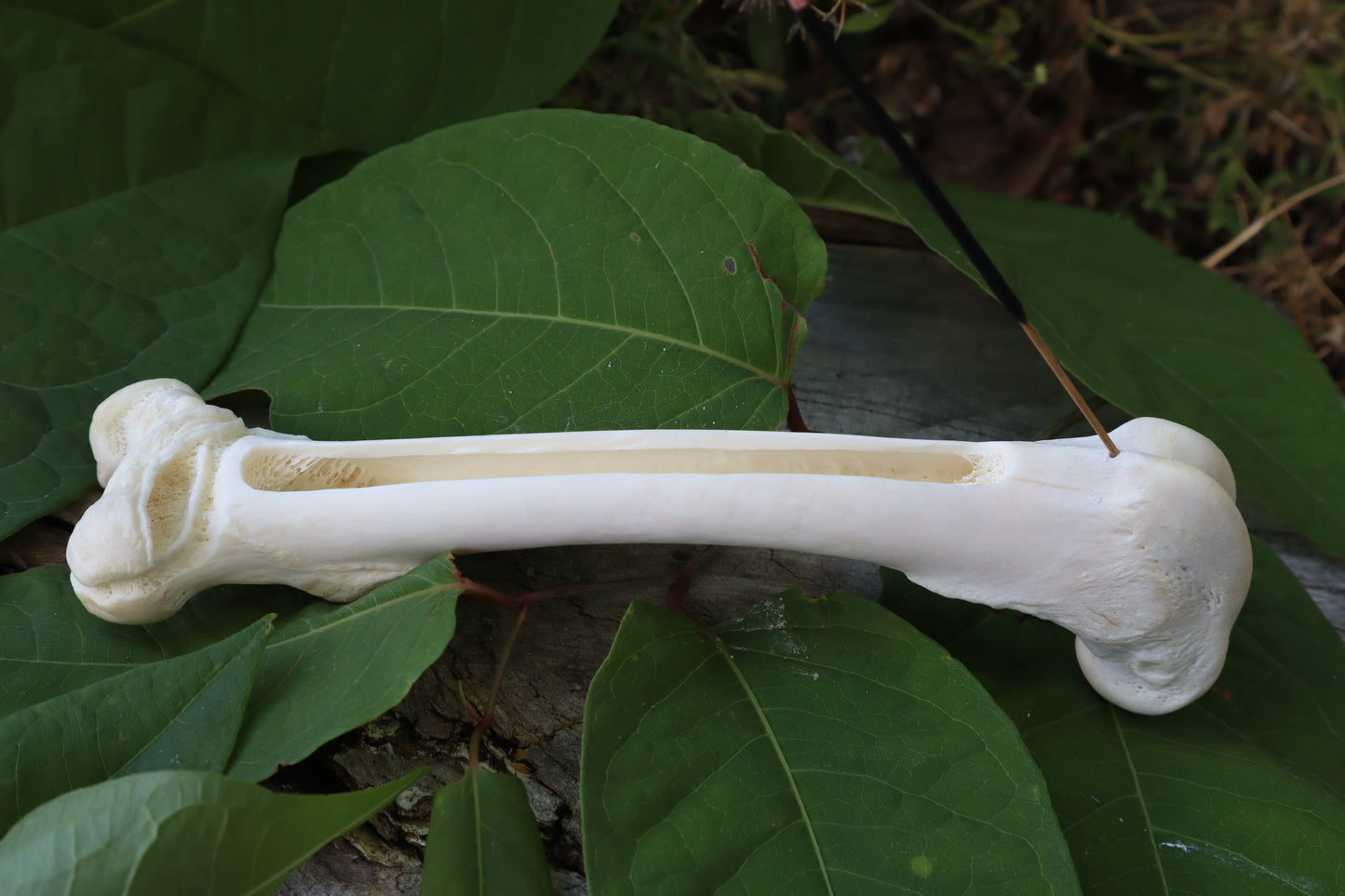 Whitetail Deer Femur Incense Burner