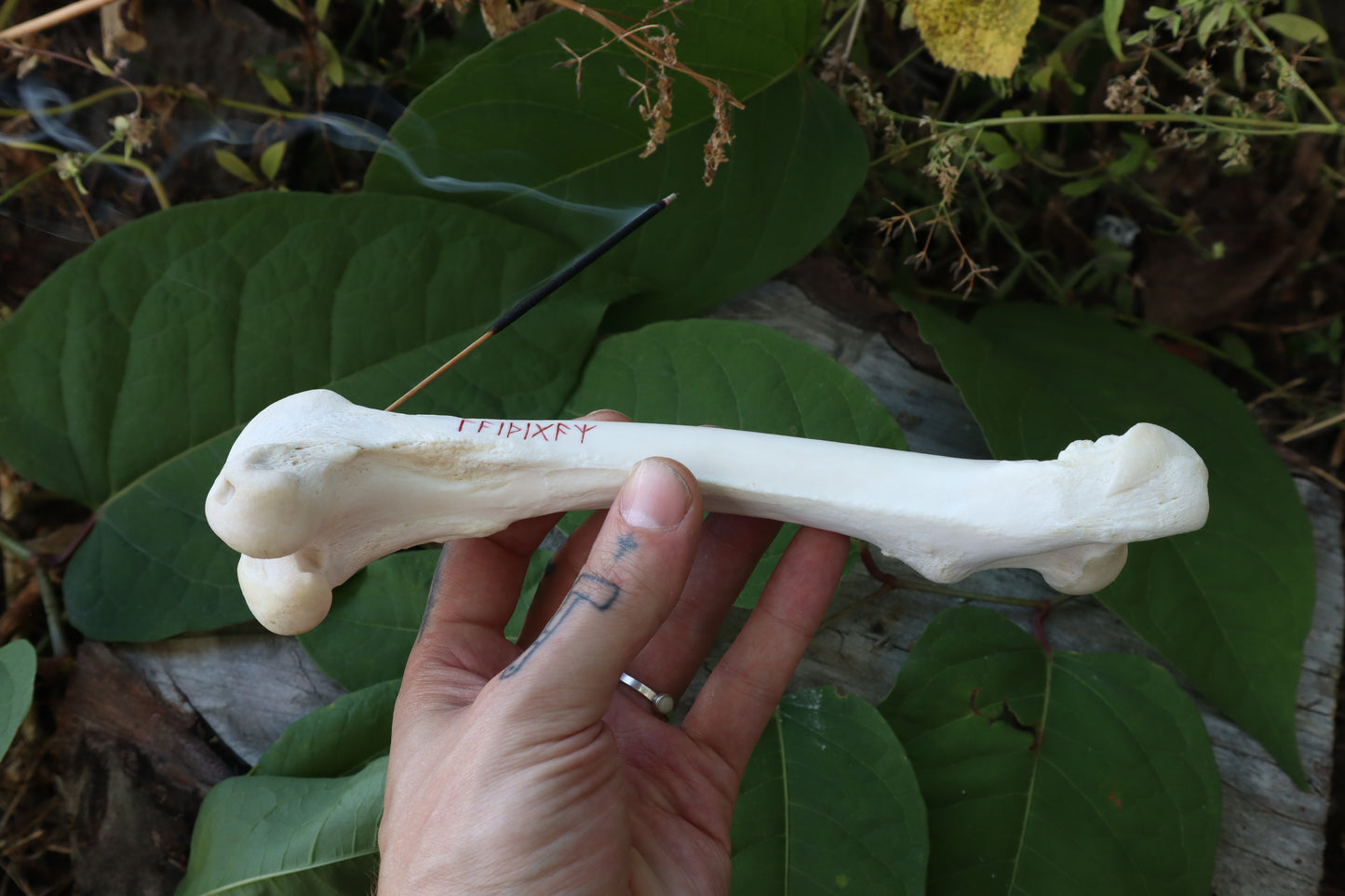 Whitetail Deer Femur Incense Burner