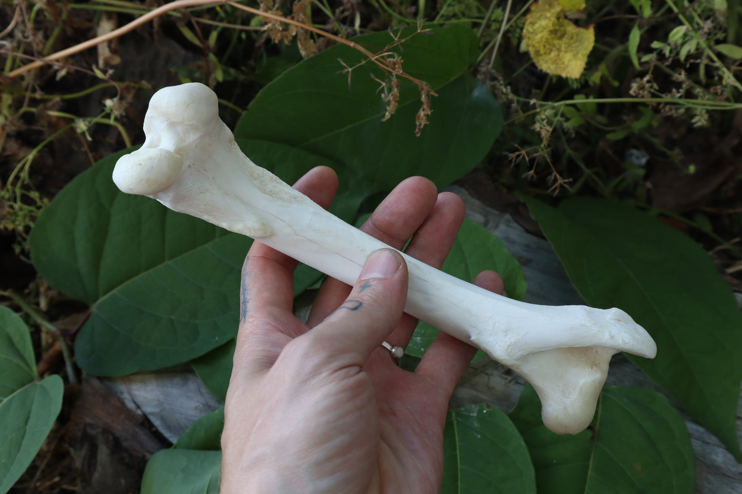 Whitetail Deer Femur Incense Burner