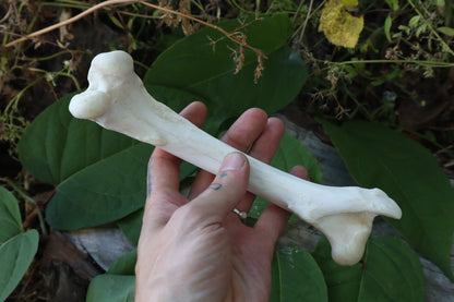 Whitetail Deer Femur Incense Burner
