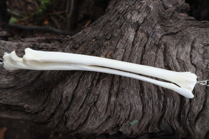 Red Fox Arm Fluid Articulation with Labradorite "Claws"