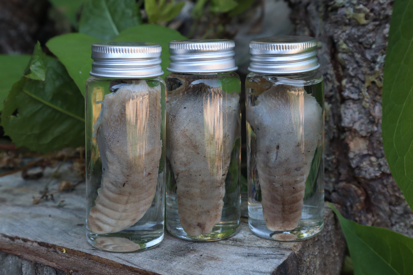 Raccoon Tongue Wet Specimen
