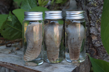 Raccoon Tongue Wet Specimen