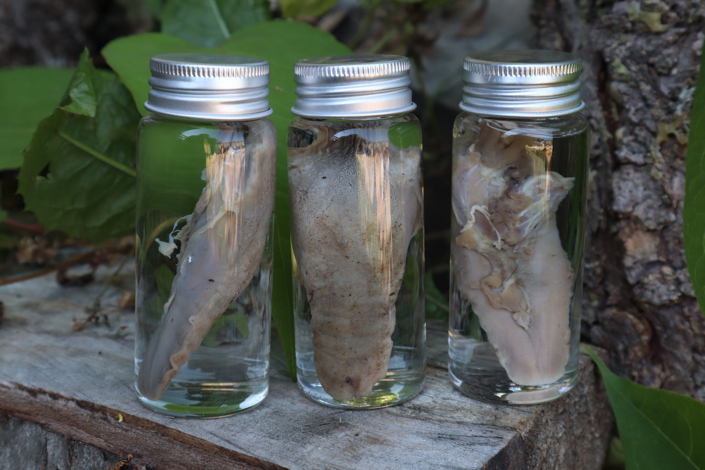 Raccoon Tongue Wet Specimen