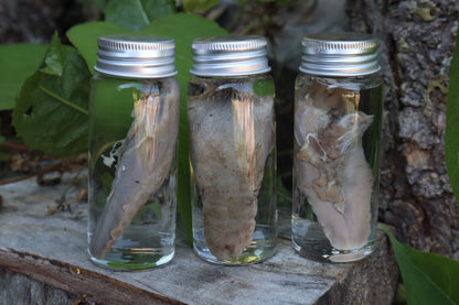 Raccoon Tongue Wet Specimen