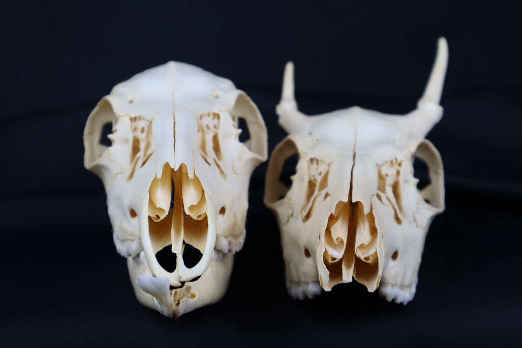 Craft Whitetail Deer Skull Pair - Spike Buck and Doe