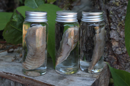 Raccoon Tongue Wet Specimen