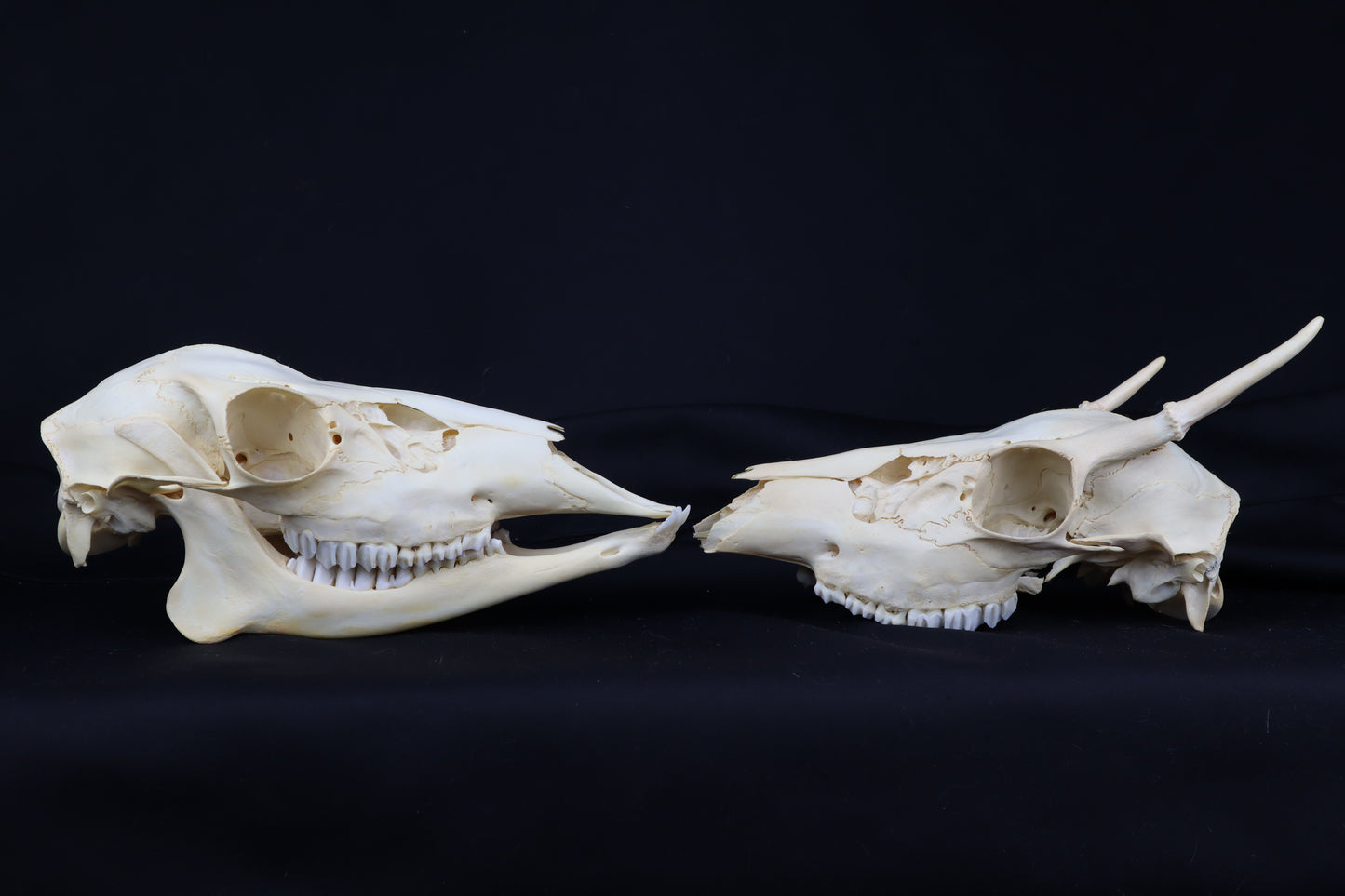 Craft Whitetail Deer Skull Pair - Spike Buck and Doe