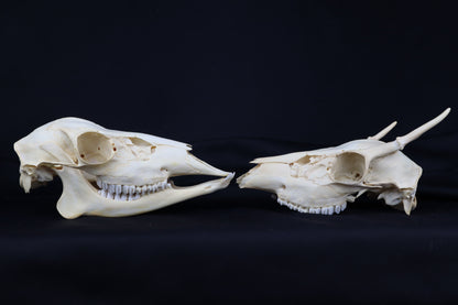 Craft Whitetail Deer Skull Pair - Spike Buck and Doe