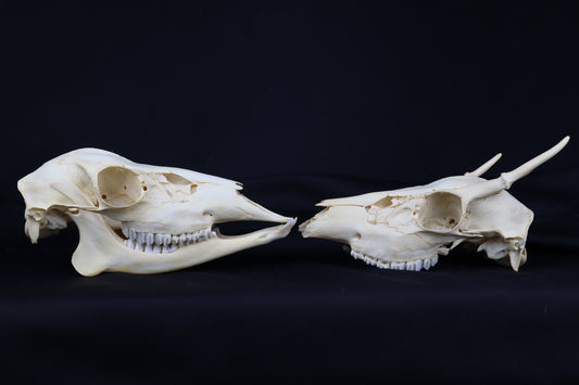 Craft Whitetail Deer Skull Pair - Spike Buck and Doe