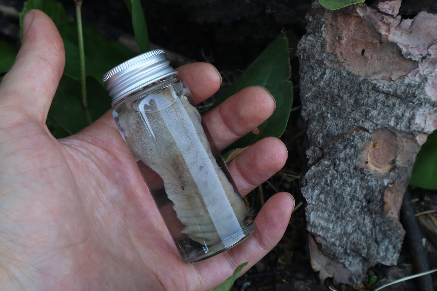 Raccoon Tongue Wet Specimen