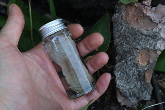 Raccoon Tongue Wet Specimen