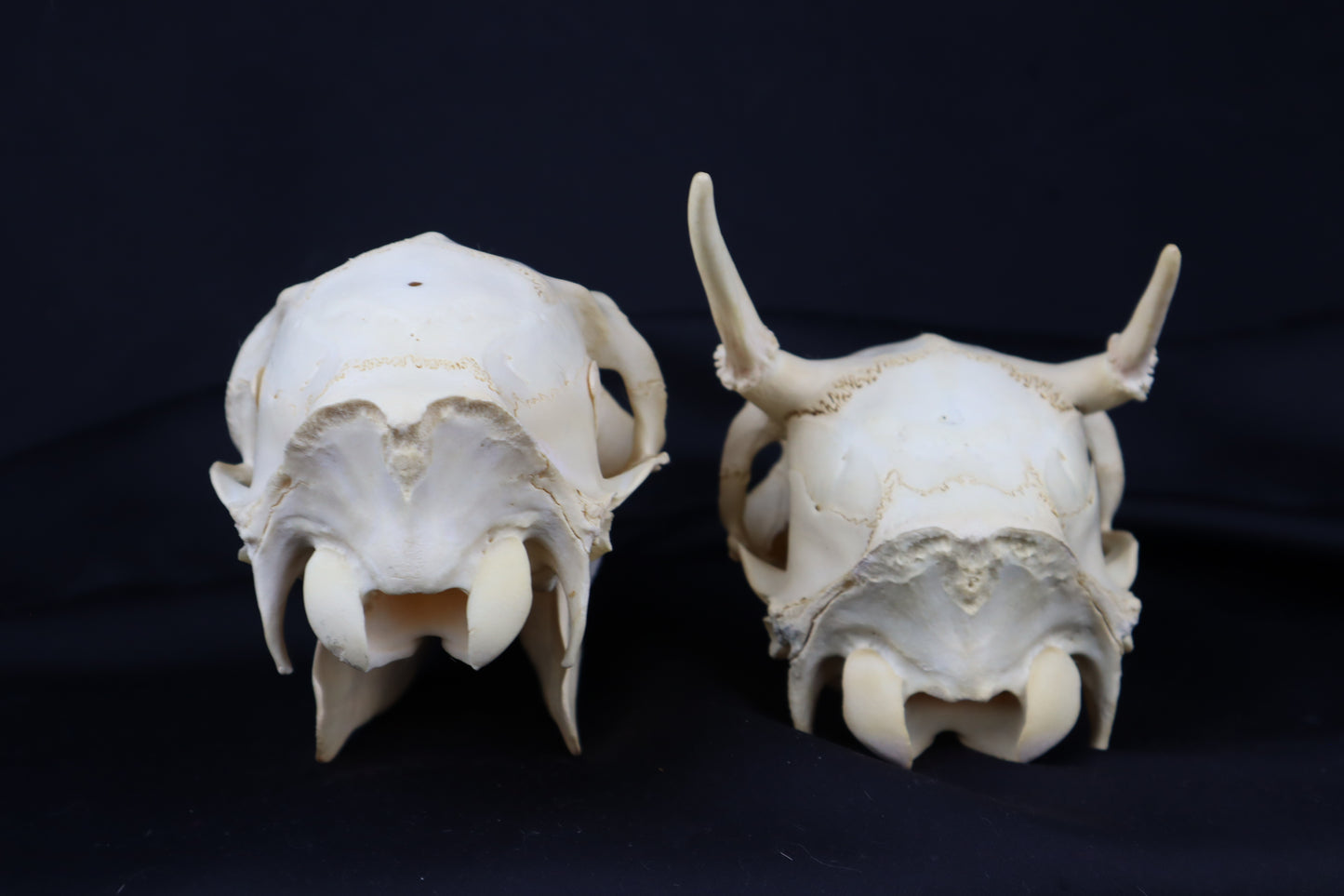 Craft Whitetail Deer Skull Pair - Spike Buck and Doe