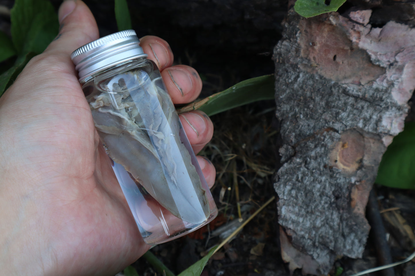 Raccoon Tongue Wet Specimen