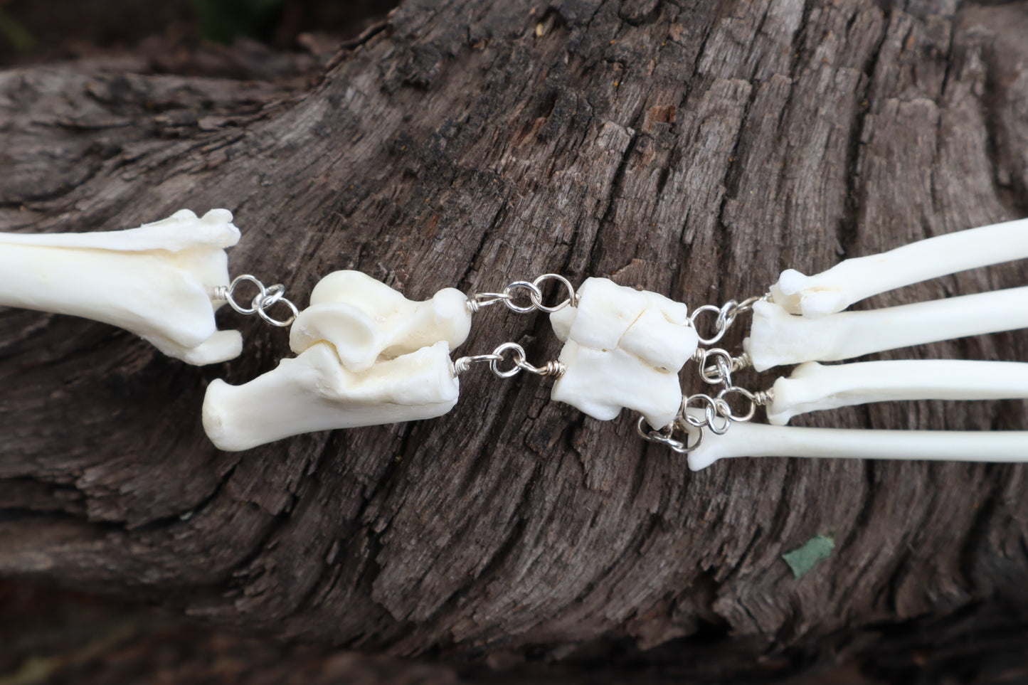 Red Fox Leg Fluid Articulation with Smoky Quartz "Claws"