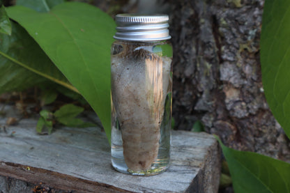Raccoon Tongue Wet Specimen