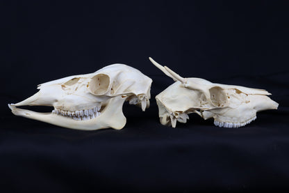Craft Whitetail Deer Skull Pair - Spike Buck and Doe