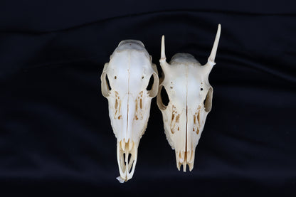 Craft Whitetail Deer Skull Pair - Spike Buck and Doe