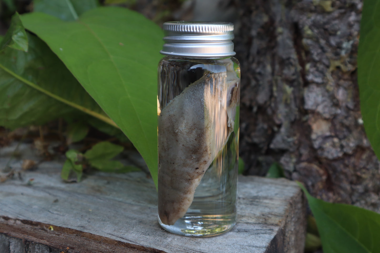 Raccoon Tongue Wet Specimen