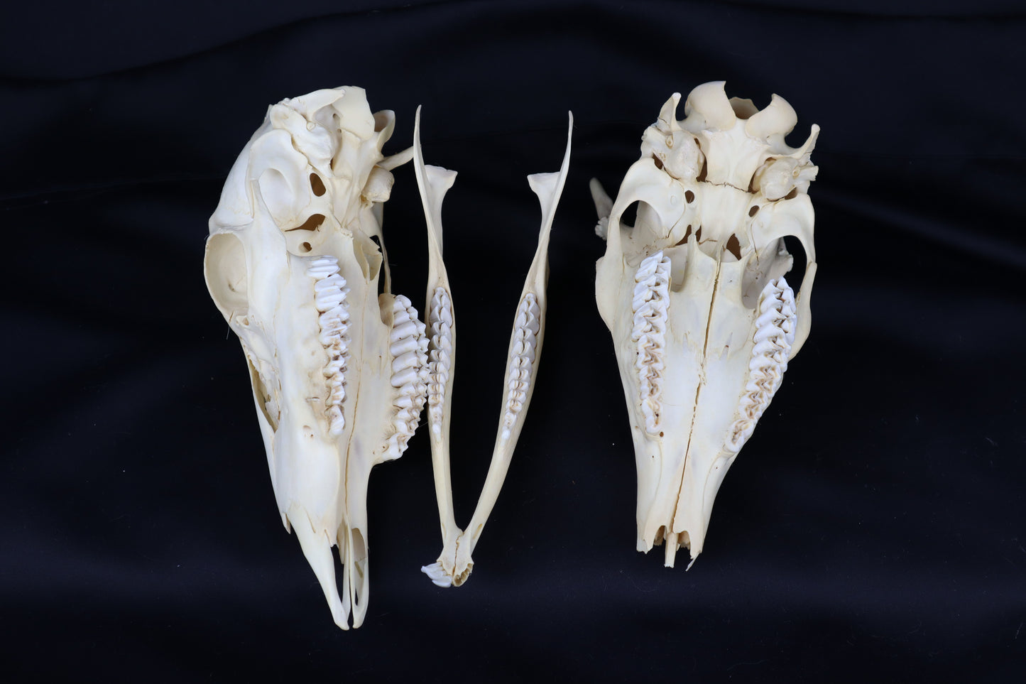 Craft Whitetail Deer Skull Pair - Spike Buck and Doe