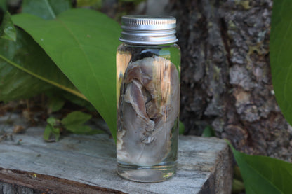 Raccoon Tongue Wet Specimen