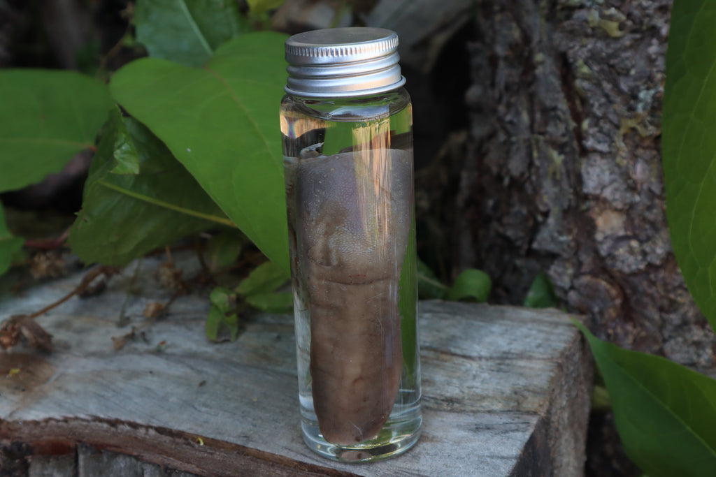 Whitetail Fawn Tongue Wet Specimen