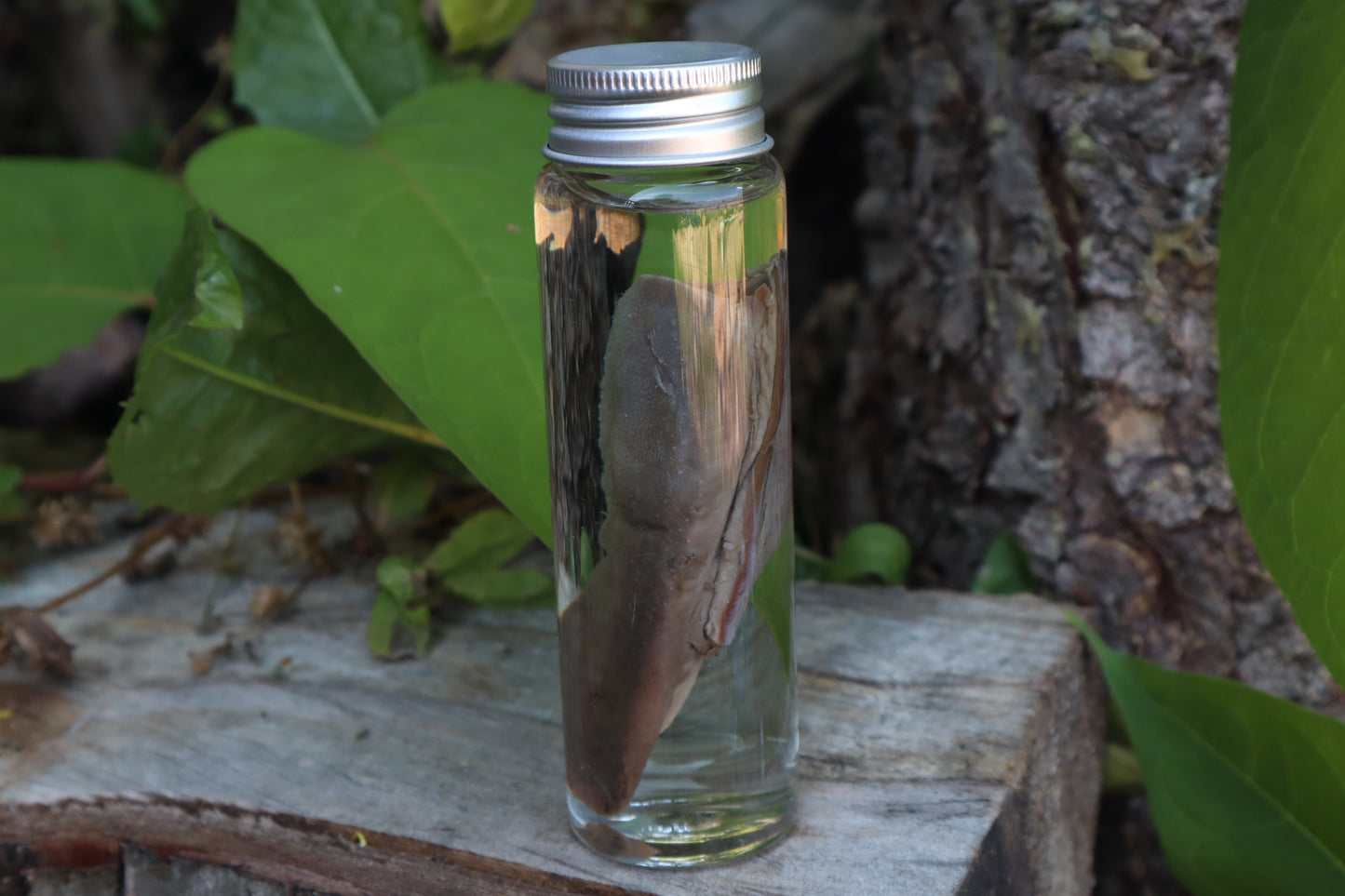 Whitetail Fawn Tongue Wet Specimen