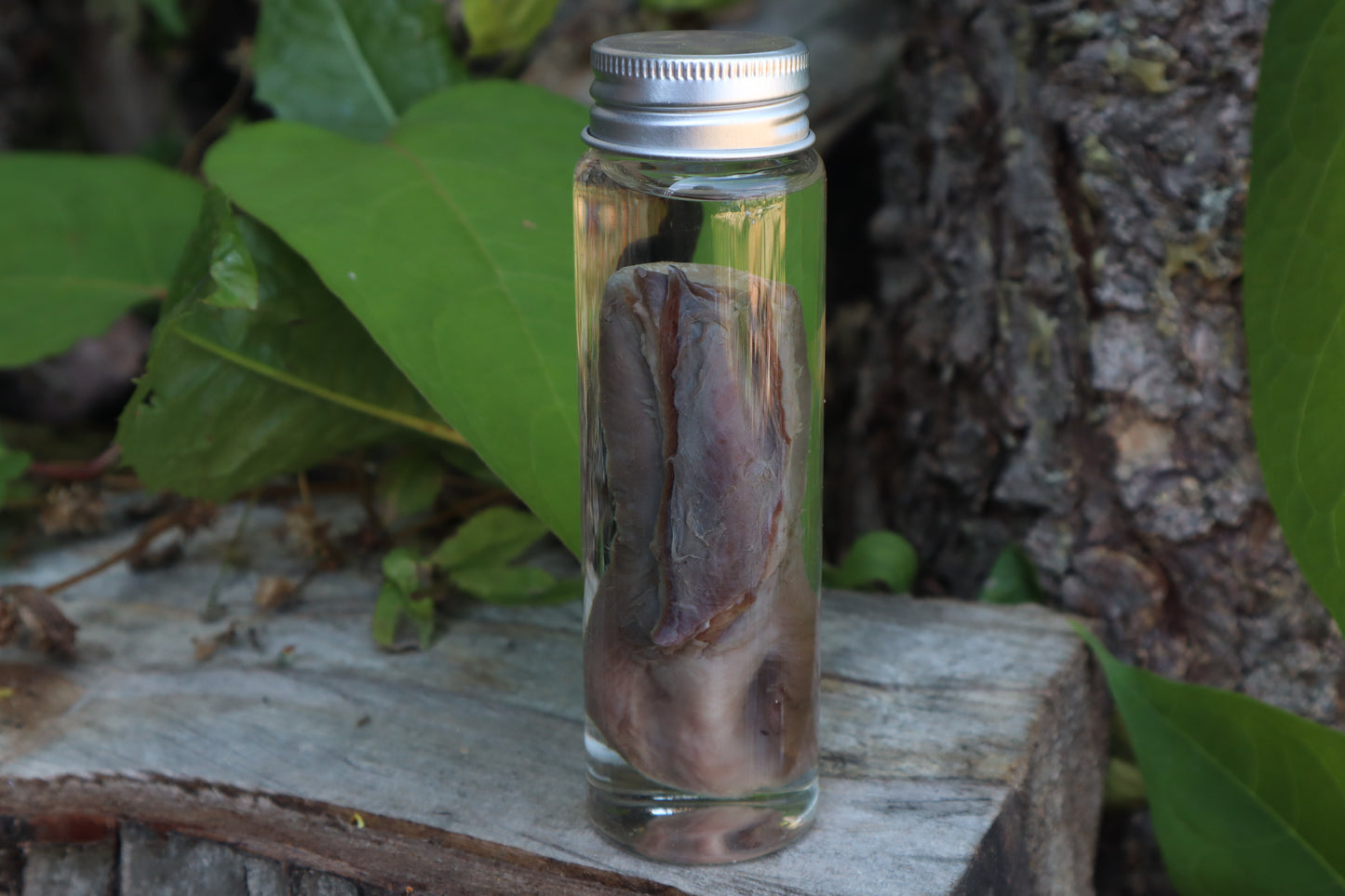 Whitetail Fawn Tongue Wet Specimen