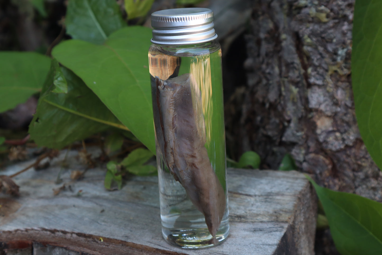 Whitetail Fawn Tongue Wet Specimen