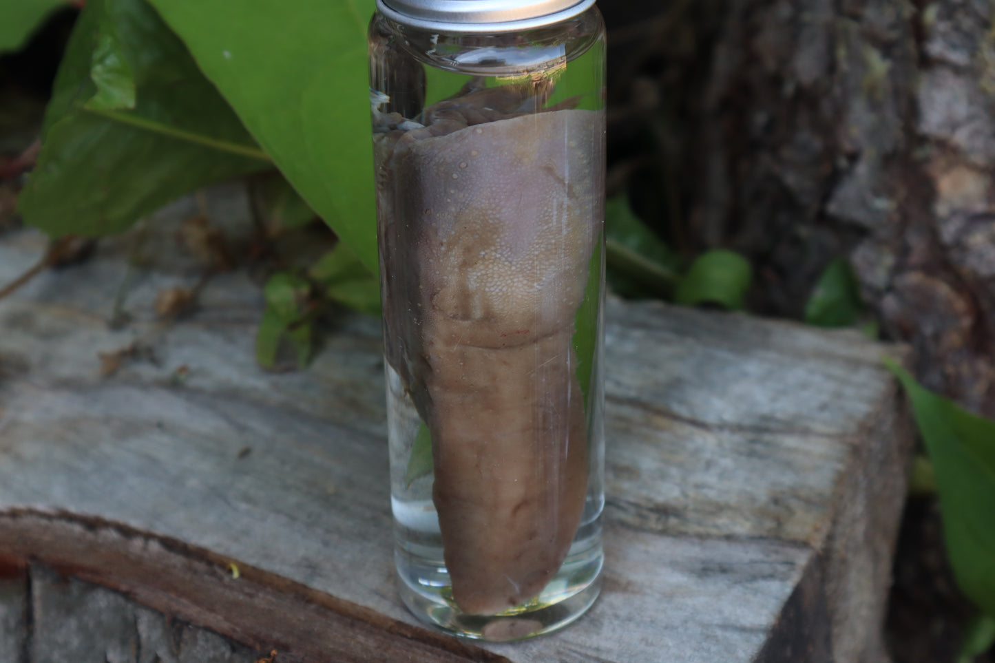 Whitetail Fawn Tongue Wet Specimen