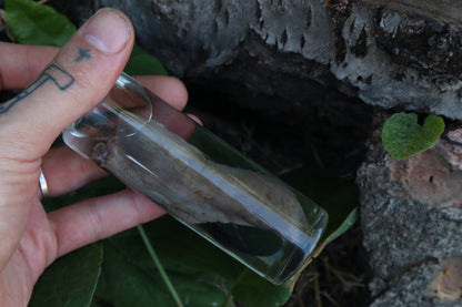 Whitetail Fawn Tongue Wet Specimen