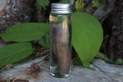 Whitetail Fawn Tongue Wet Specimen