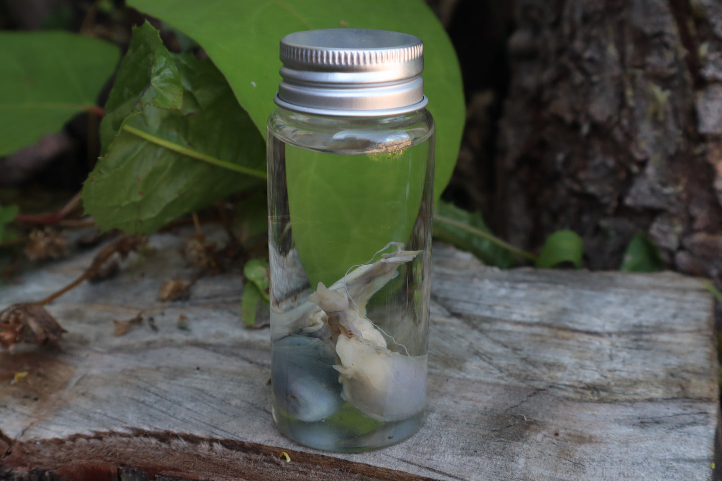 Raccoon Kidneys Wet Specimen