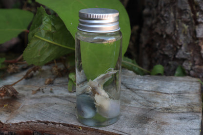 Raccoon Kidneys Wet Specimen