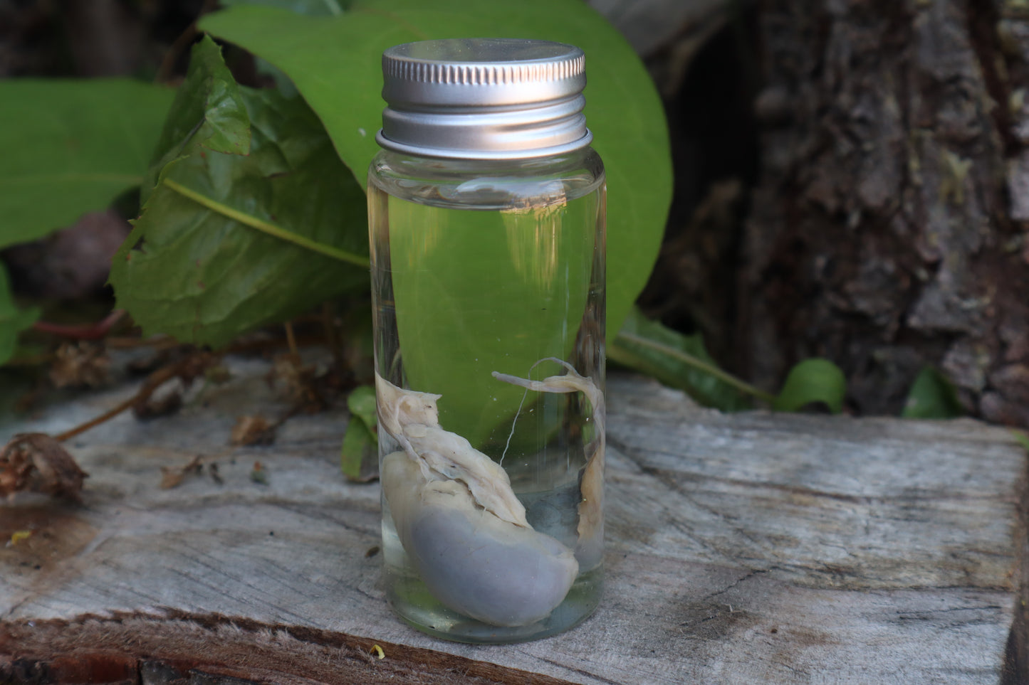 Raccoon Kidneys Wet Specimen