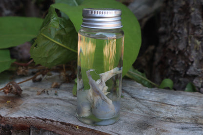 Raccoon Kidneys Wet Specimen