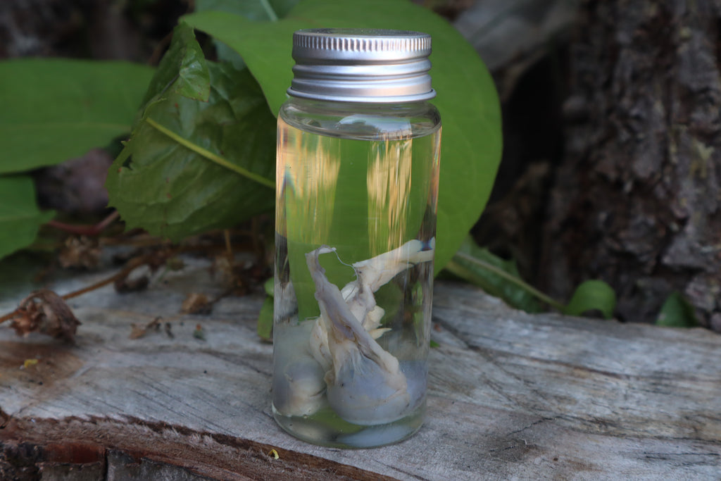 Raccoon Kidneys Wet Specimen
