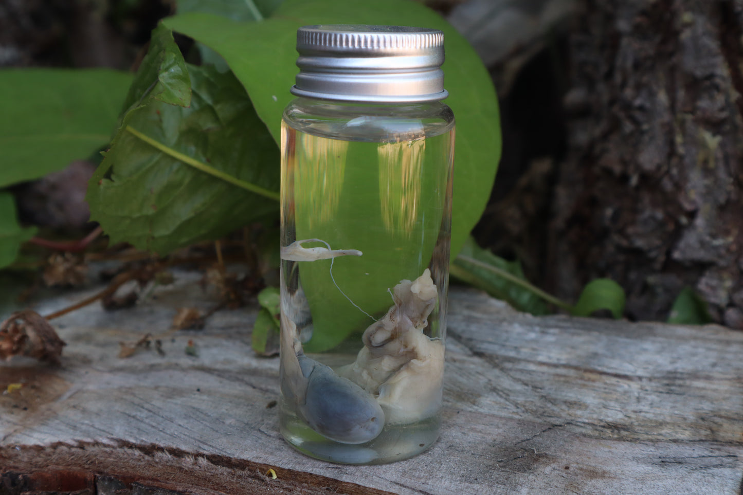 Raccoon Kidneys Wet Specimen