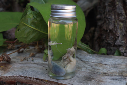 Raccoon Kidneys Wet Specimen
