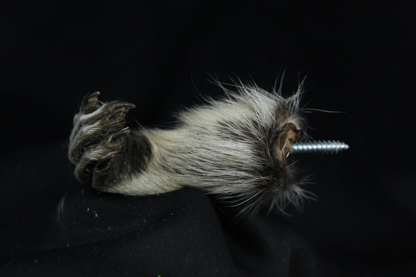 Raccoon Hand Holder