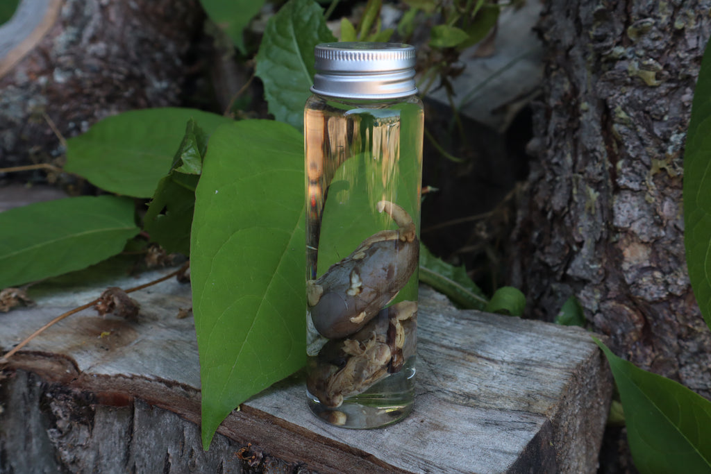 Bobcat Kidneys Wet Specimen