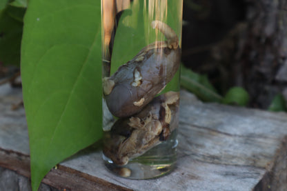 Bobcat Kidneys Wet Specimen