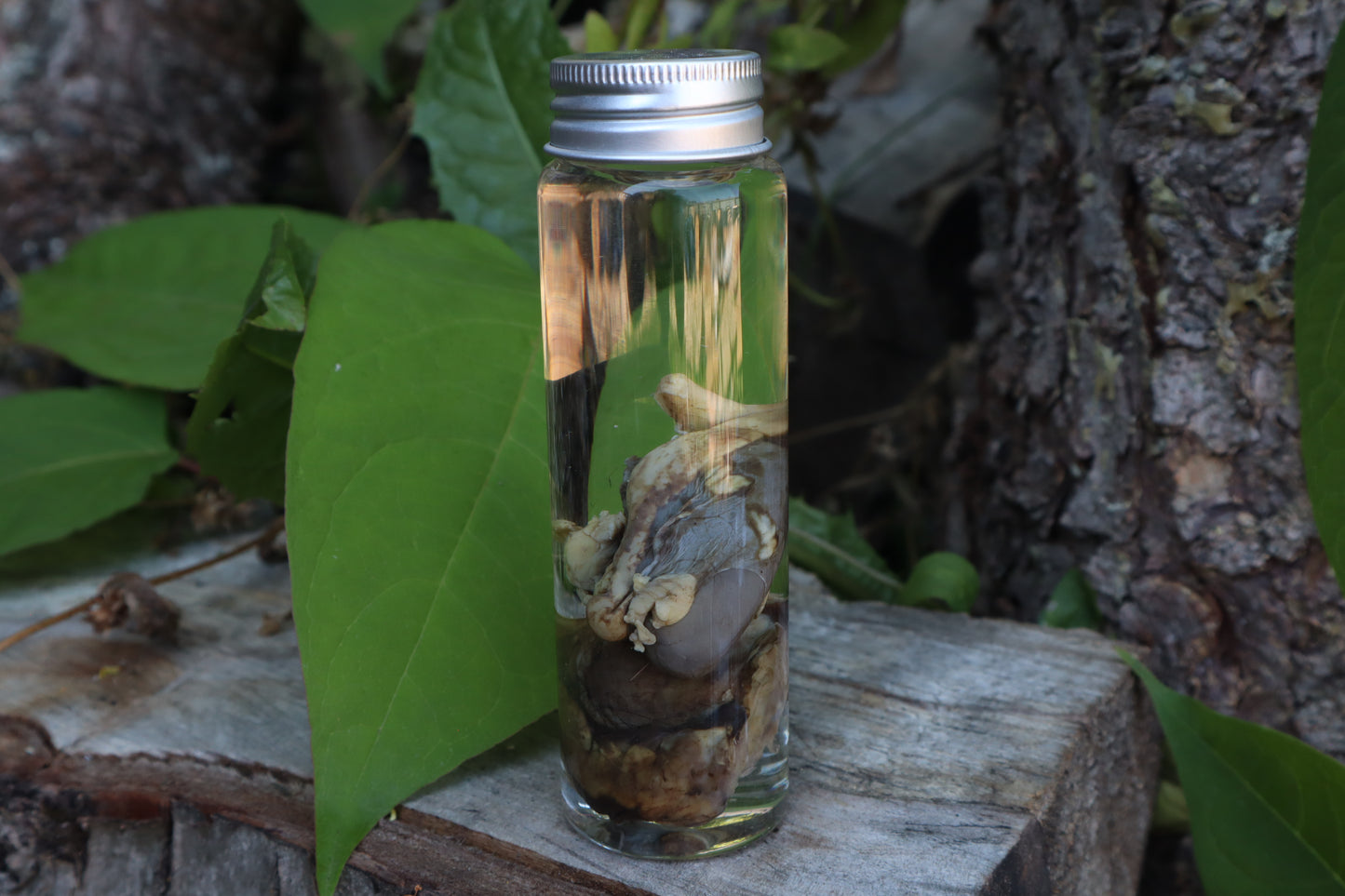 Bobcat Kidneys Wet Specimen