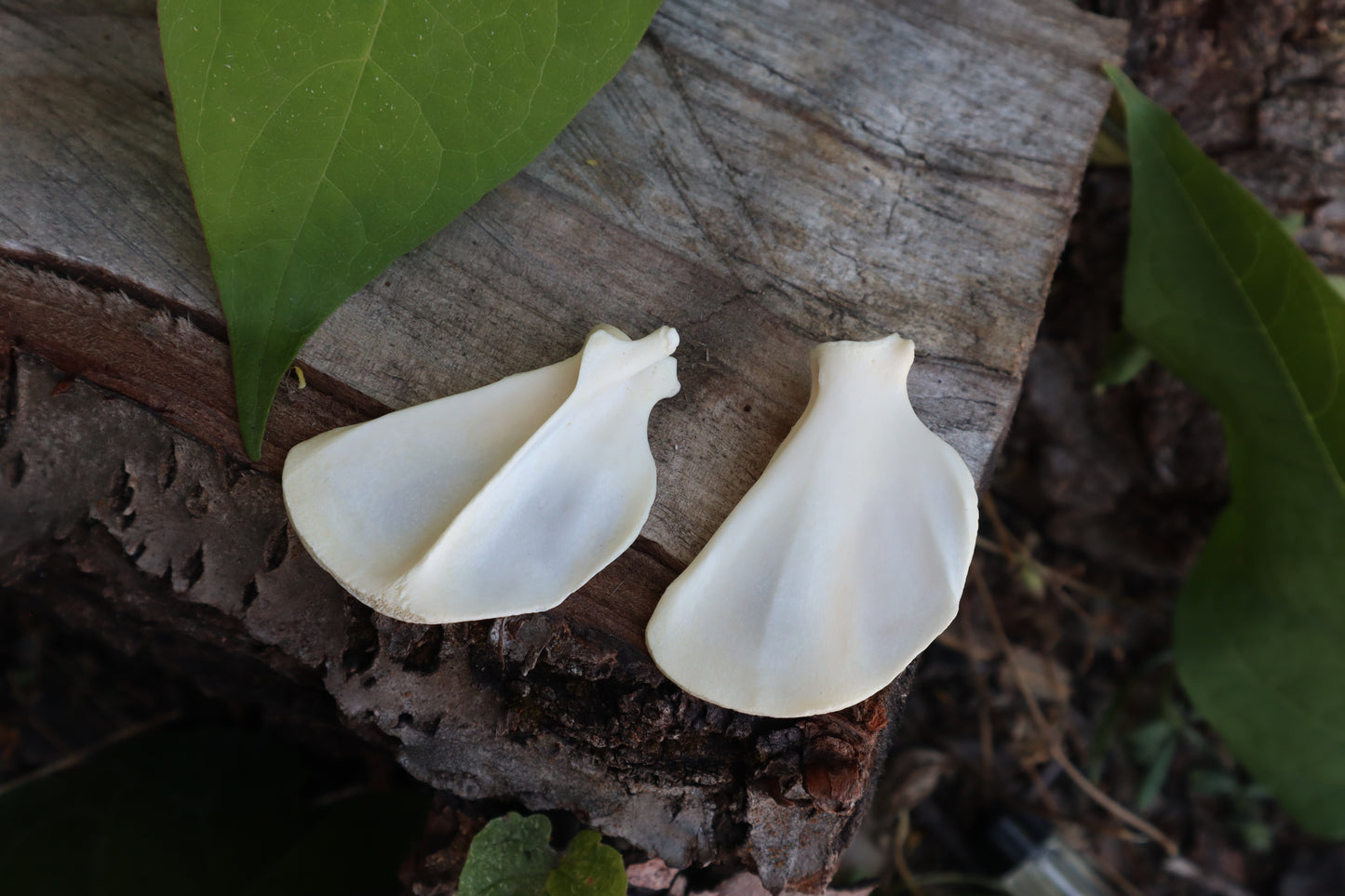 Raccoon Scapula