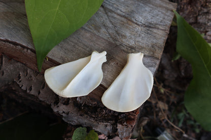 Raccoon Scapula