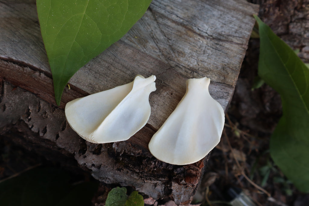 Raccoon Scapula