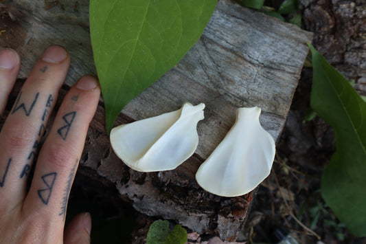 Raccoon Scapula